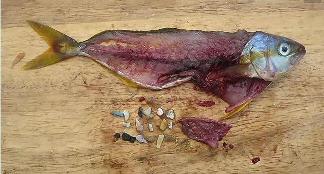 震惊！首次确认：人体已被微塑料污染！